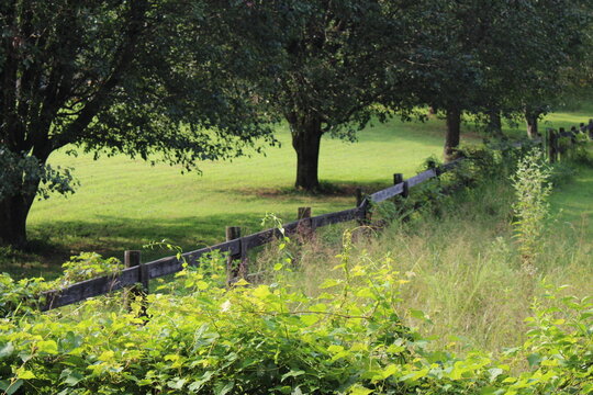 Overgrown farm fence in a field