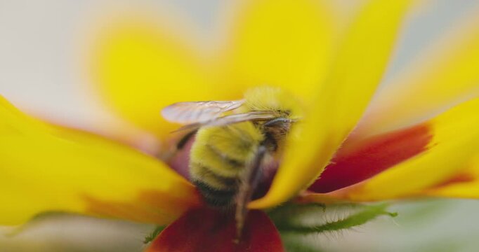 Bumble bee insect macro on a flower