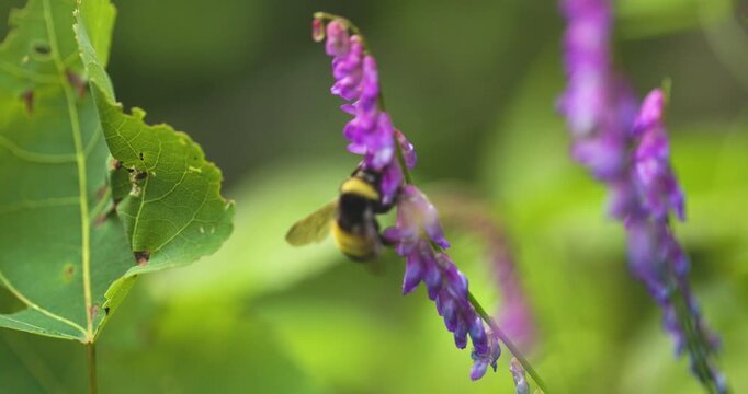 Bumble bee insect macro on a flower