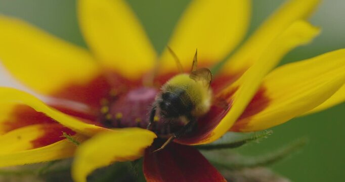 Bumble bee insect macro on a flower