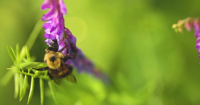Bumble bee insect macro on a flower
