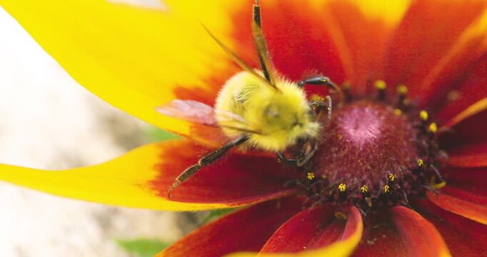 Bumble bee insect macro on a flower