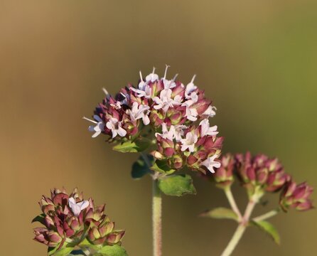 Oreagano (Origanum vulgare) blooming in a meadow