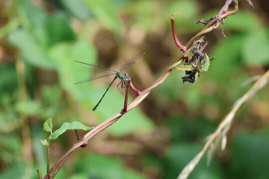 the male willow emerald damselfly (Chalcolestes viridis)