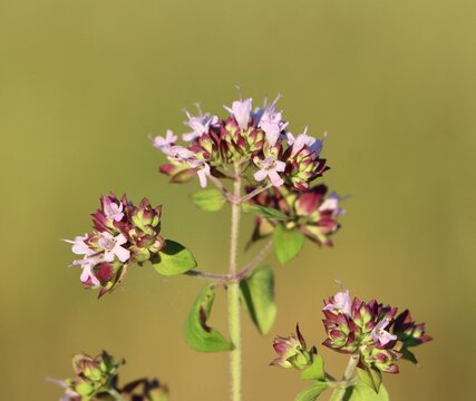 Origanum vulgare (oregano) aromatic herb growing in a meadow