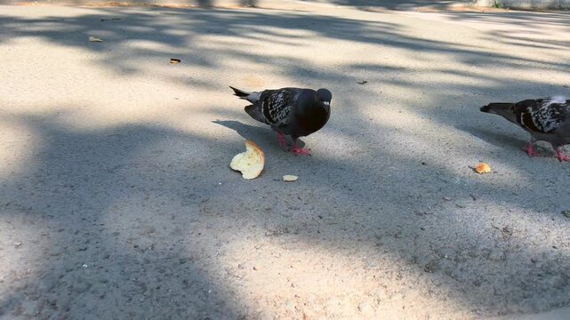 Three city pigeons gather and peck at bread pieces on pavement