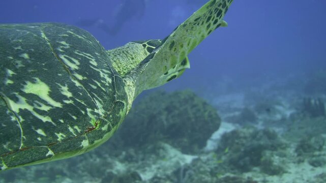 Close profile of a hawksbill sea turtle moving through blue water above the reef at Tortugas, Playa del Carmen, Quintana Roo, Mexico.