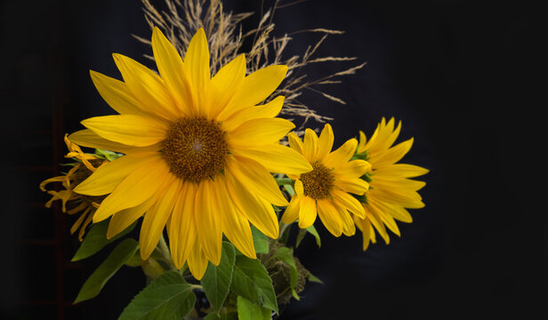 Kleine Sonnenblumen im Zimmer in der Vase freigestellt klare Ansicht mit vielen Detail 