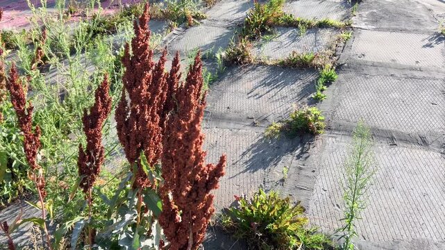 Tall reddish dock plants sway beside cracked urban concrete pavement