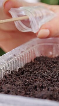 Vertical video. Hands Use a Wooden Stick to Sow Seeds in a Soil Filled Tray, Supporting Home Gardening, Plant Growth and Sustainable Living