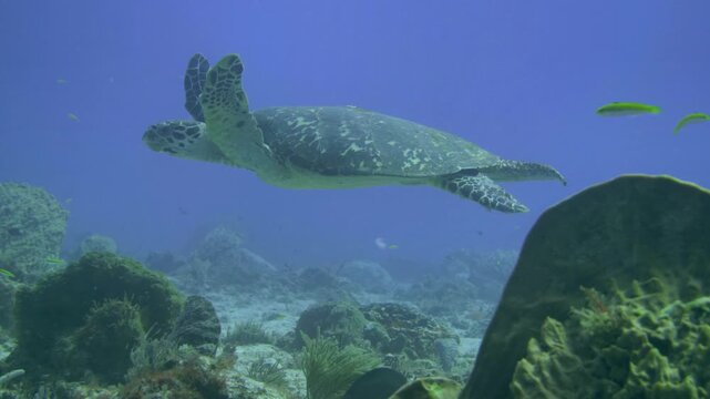 Hawksbill sea turtle passes above a prominent barrel sponge on the reef at Tortugas, Playa del Carmen, Quintana Roo, Mexico.