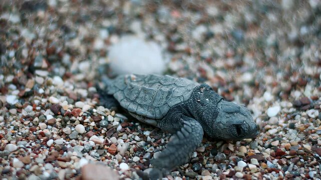 Tiny sea turtle hatchling crawls across a pebble beach towards the ocean