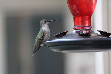 Hummingbird perched at red feeder © HH Homestead