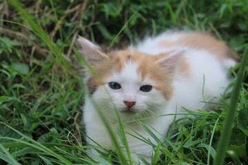 Kitten in grass looking at camera © HH Homestead