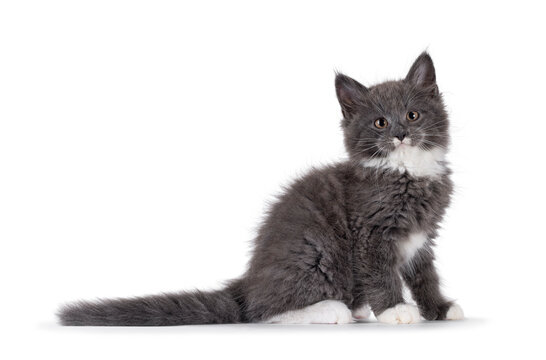 Adorable blue with white Maine Coon cat kitten, sitting up side ways. Looking straight to camera with chubby cheeks and moustache markings. Isolated on a white background.