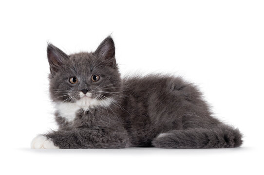 Adorable blue with white Maine Coon cat kitten, laying down side ways. Looking straight to camera with chubby cheeks and moustache markings. Isolated on a white background.