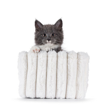 Adorable blue with white Maine Coon cat kitten, sitting in white pluche basket. Looking straight to camera with chubby cheeks and moustache markings. Isolated on a white background.