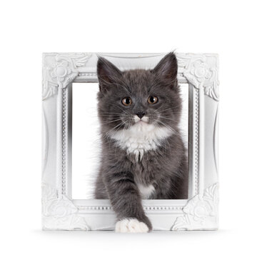 Adorable blue with white Maine Coon cat kitten, stepping throught white photo frame. Looking straight to camera with chubby cheeks and moustache markings. Isolated on a white background.