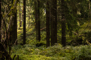 Fototapeta premium Peaceful Finnish Forest With Mossy Ground
