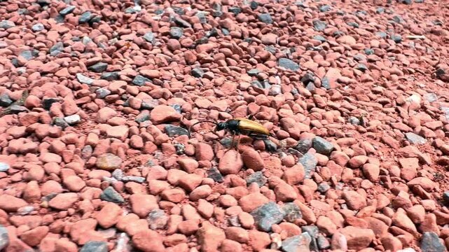 Longhorn beetle moves over coarse red stones on dry terrain