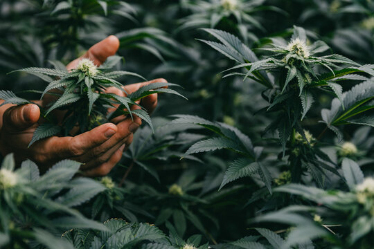 Closeup of hands inspecting paired cannabis buds and lush foliage in a cultivation greenhouse for botanical background and wellness poster design
