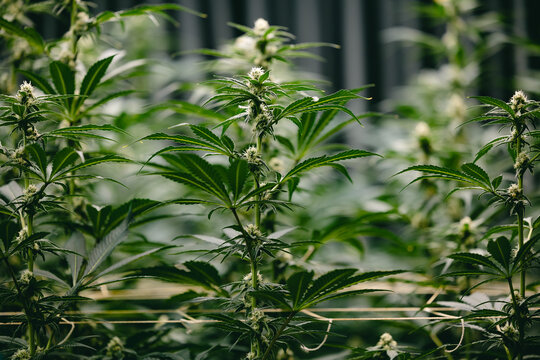 Indoor cannabis greenhouse plants with flowering buds and green foliage for medical cultivation background and agricultural banner design