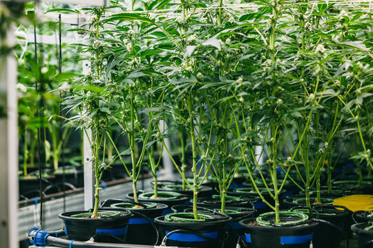 Indoor cannabis nursery greenhouse background with rows of potted hemp plants for agricultural banner and controlled cultivation industry design
