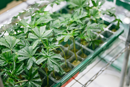 cannabis seedling propagation tray with clones in grow room greenhouse angled closeup for nursery background and plant banner design