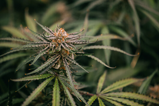 Closeup of flowering cannabis top on thai strain plant for botanical background and herbal product label and poster design