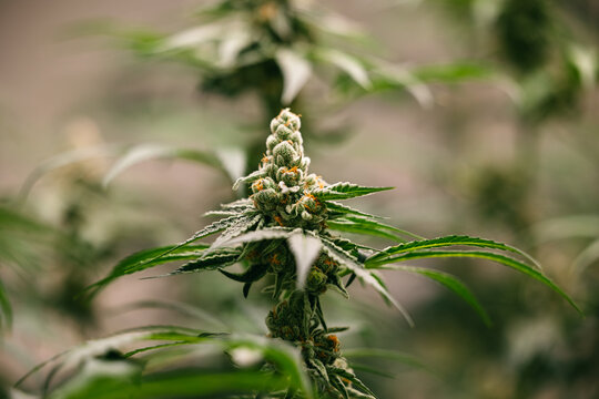 Closeup thai cannabis flowering cola macro with stacked buds and serrated leaves for botanical background and natural product design