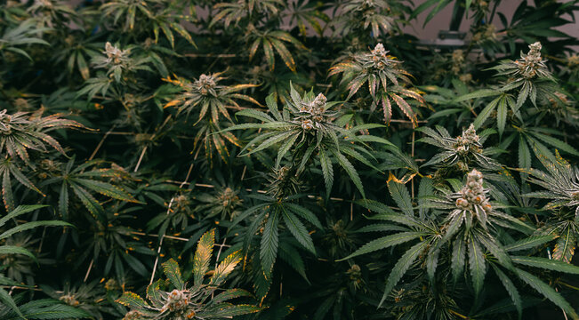 Panoramic indoor cannabis canopy of flowering thai strain for cultivation background and botanical education wallpaper for growers