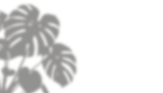 Monstera Plant Shadow Overlay on Transparent Background with Soft Natural Light Effect