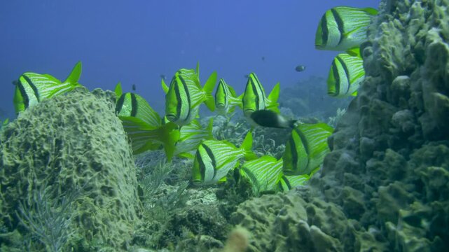 Group of yellow porkfish moves around a large barrel sponge on the reef at Tortugas, Playa del Carmen, Quintana Roo, Mexico.