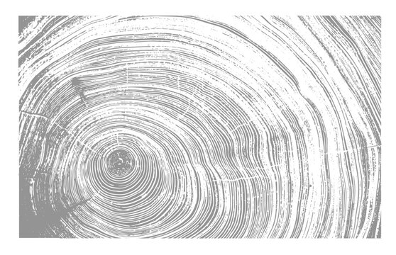 White and gray boho wood texture. Detailed black and white texture of a felled tree trunk or stump. Rough organic tree rings with close up of end grain.
