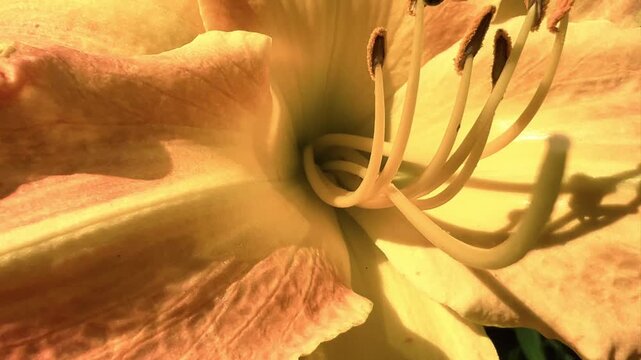 Small bee crawls among stamens inside a sunlit orange lily flower