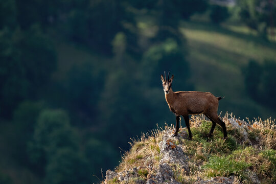 Elevated view of an Alpine chamois (Rupicapra rupicapra) standing at the edge of a cliff against forest background. Italian Alps, Monviso natural Park, Piedmont.
