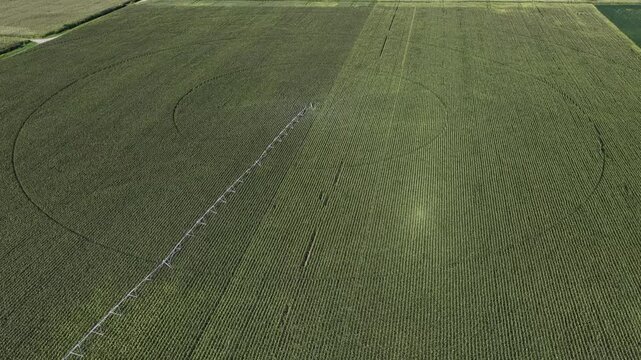 Aerial view of center pivot irrigation system in a green corn field with circular patterns in Hombourg, Grand Est, France.