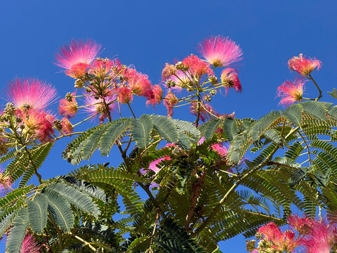 Silk tree Albizia julibrissin mimosa tree with pink fluffy flowers.
