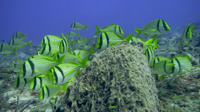 Large school of striped yellow porkfish passes around a prominent barrel sponge on the reef at Tortugas, Playa del Carmen, Quintana Roo, Mexico.