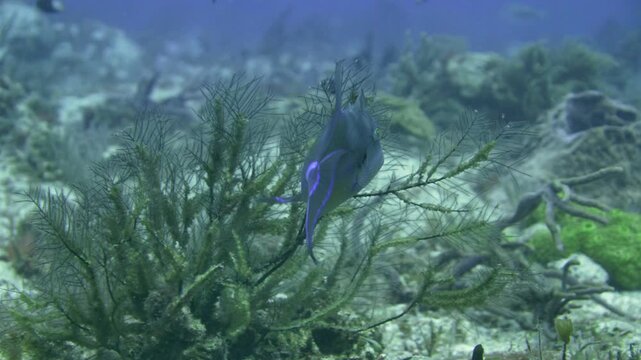 Queen triggerfish moves through a coral and sea-fan reef scene at Tortugas dive site, Playa del Carmen, Quintana Roo, Mexico.