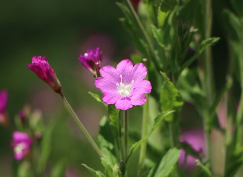 Epilobium hirsutum (great willowherb) growing in a meadow