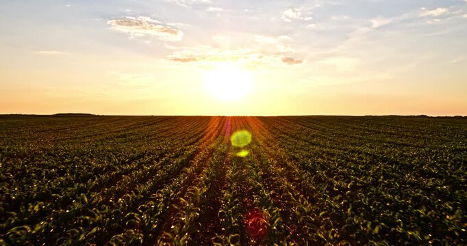 Aerial view flying over agricultural corn field towards beautiful sunset and lens flare