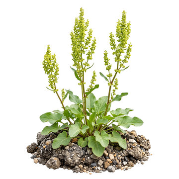 Rumex scutatus, or French sorrel, a fresh, vibrant plant, showcasing its distinctive green leaves and upright flower spikes, growing from a small clump of soil, captured in a detailed studio shot, iso