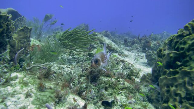 Squirrelfish moves low across a textured reef beside sponge growth at Tortugas dive site, Playa del Carmen, Quintana Roo, Mexico.