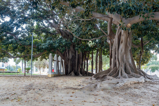 Majestic ancient ficus tree with massive roots.  Stunning giant banyan tree in a city park. Impressive biological structure and green canopy.