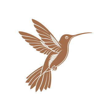 Hummingbird Flying Hand Drawn Illustration