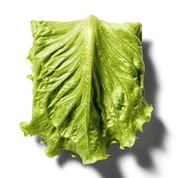Fresh Green Romaine Lettuce Leaf Folded Lengthwise on White Background
