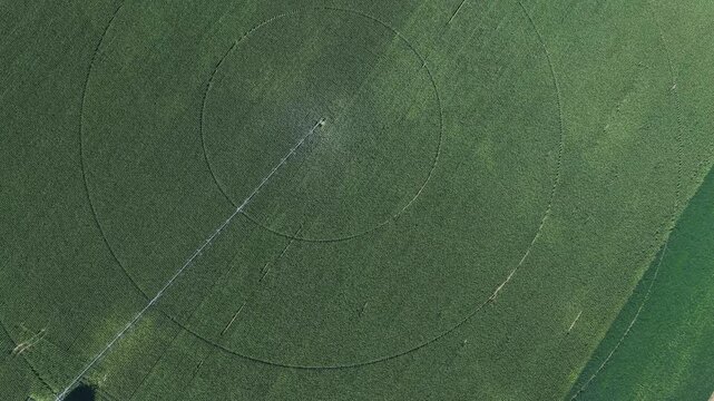 Aerial view of a circular irrigation system in a lush green corn field in Hombourg, Grand Est, France.
