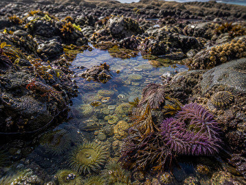 Rich Intertidal Tide Pool Ecosystem with Diverse Marine Life