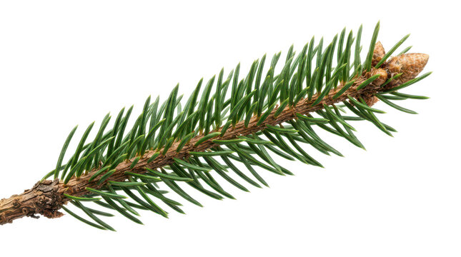 Closeup of a spruce tree branch with needles and buds isolated on transparent background